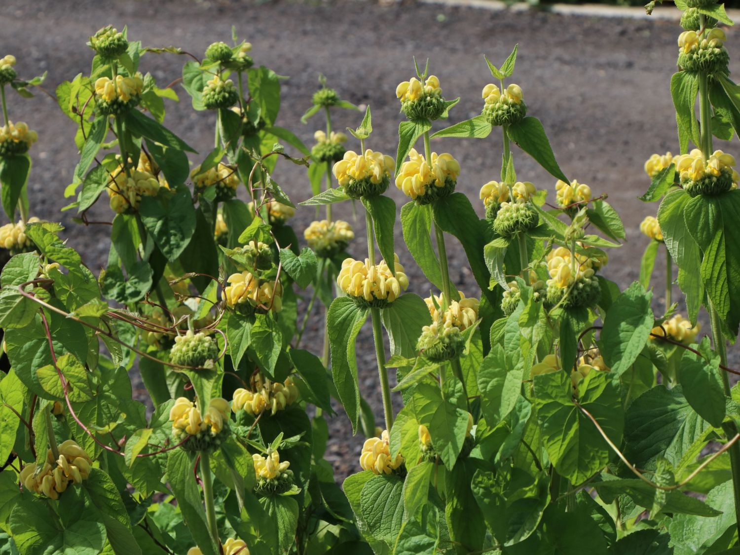Syrisches Brandkraut - Phlomis russeliana