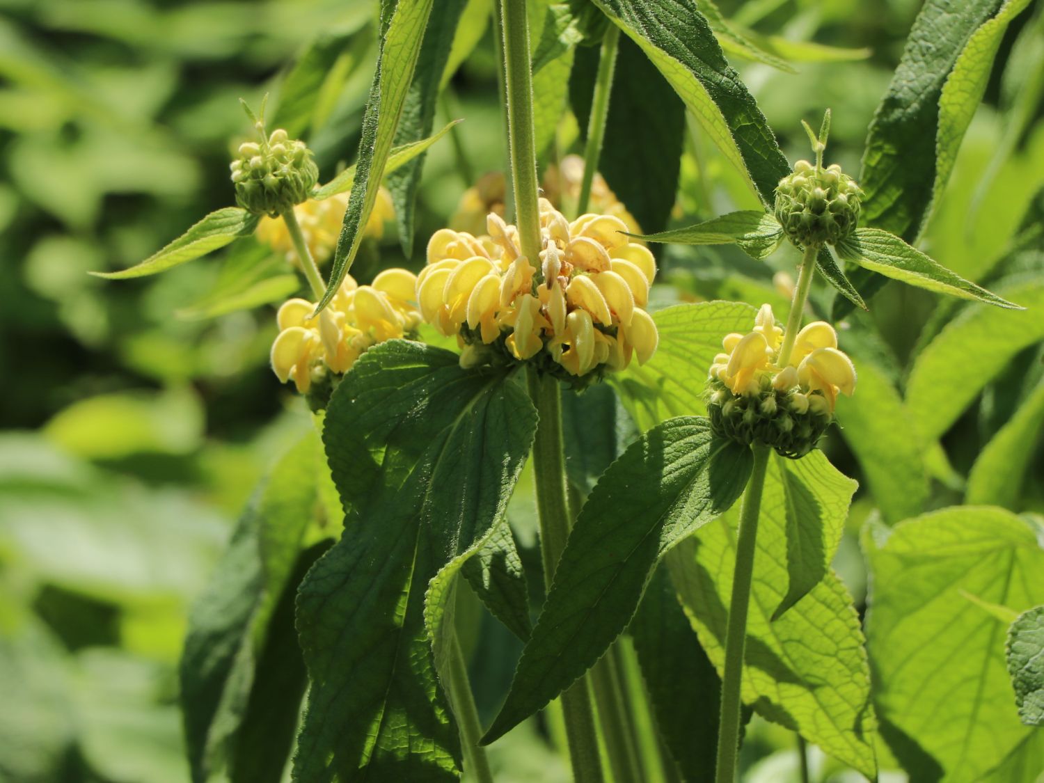 Lippenblütler (Lamiaceae) Wissen & Pflanzen dieser Familie