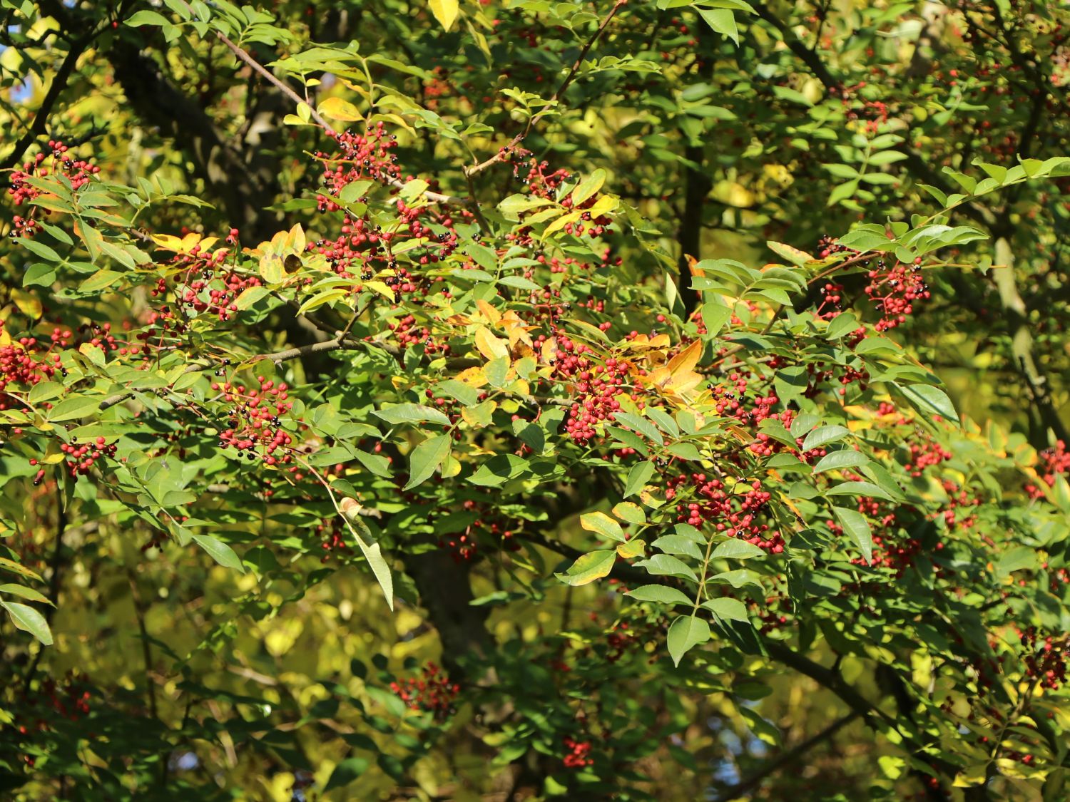 Gelbholz (Zanthoxylum)