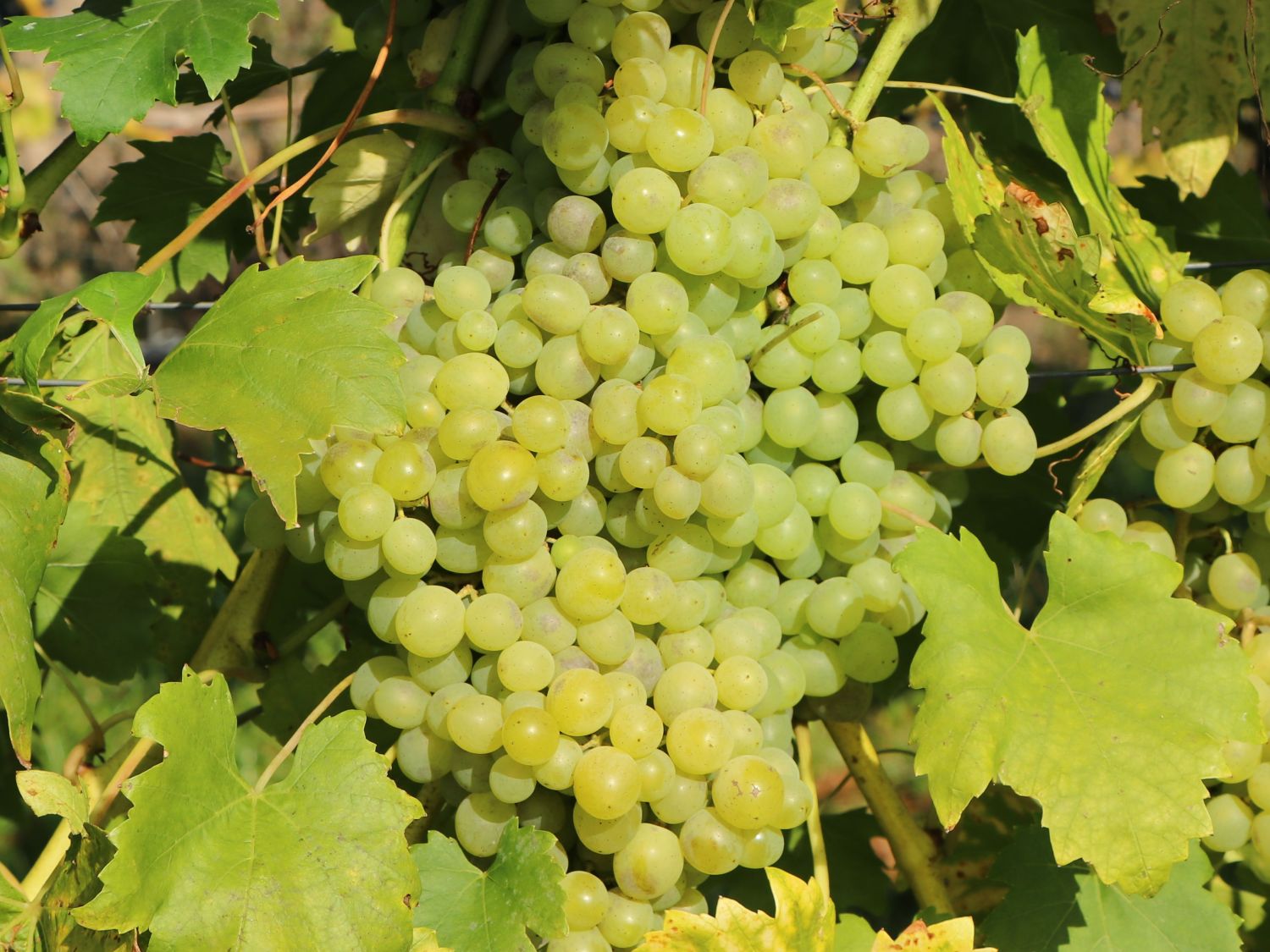 Tafeltraube 'Pusztatraube'