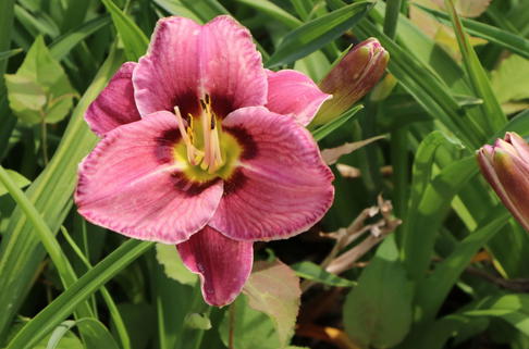Taglilie 'Always Afternoon' - Hemerocallis x cultorum 'Always Afternoon'