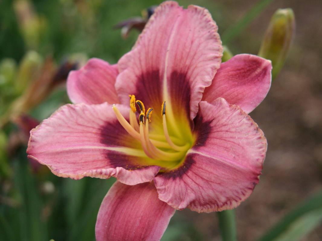 Affodillgewächse (Asphodelaceae)
