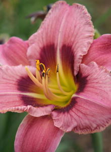 Affodillgewächse (Asphodelaceae)