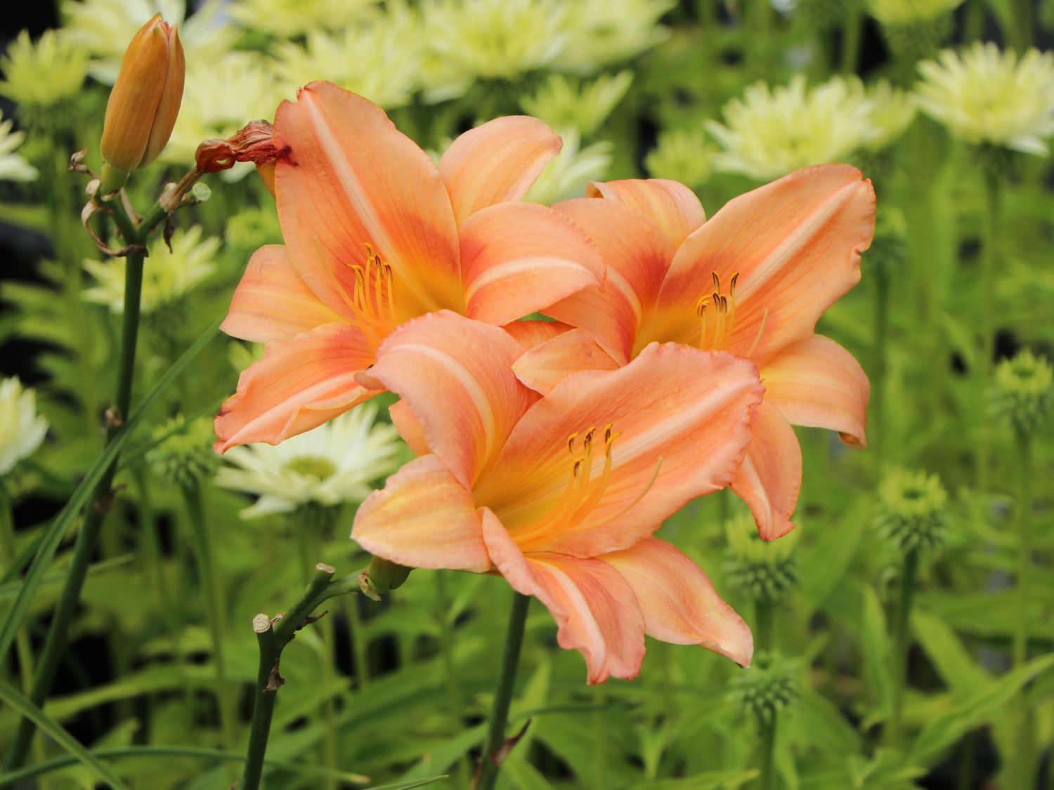 Taglilie 'Anneliese Frevert'