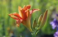 Taglilie 'Apricot Beauty'