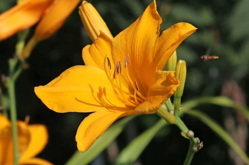 Taglilie 'Aten' - Hemerocallis x cultorum 'Aten'