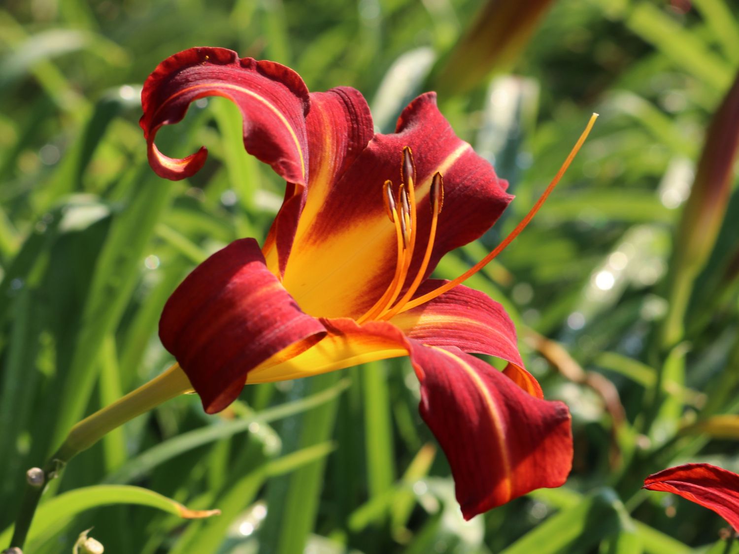 Taglilie 'Autumn Red'