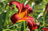Taglilie 'Autumn Red'