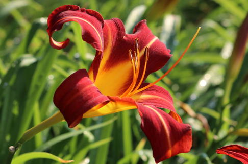 Taglilie 'Autumn Red' - Hemerocallis x cultorum 'Autumn Red'