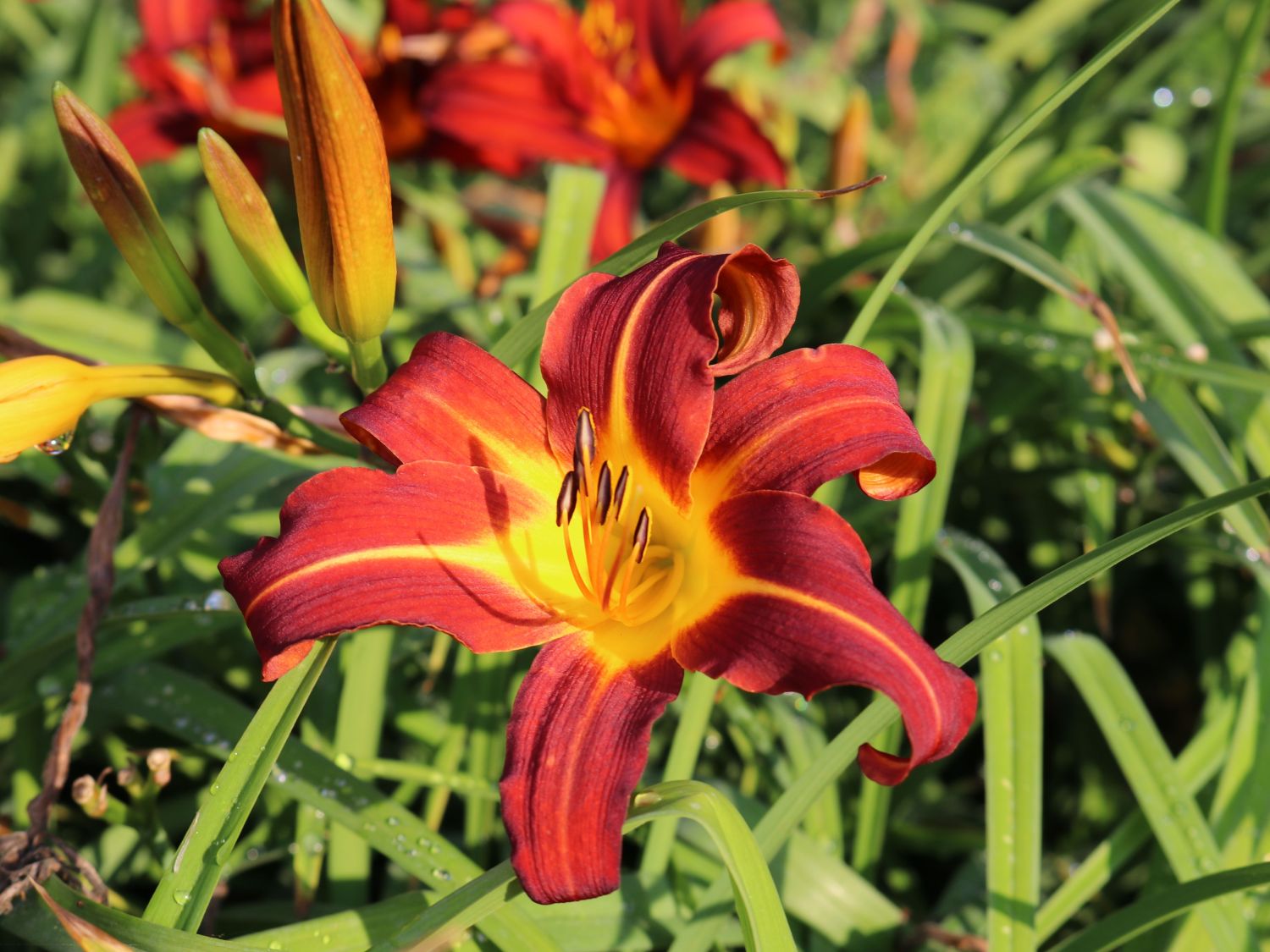 Taglilie 'Autumn Red' - Hemerocallis x cultorum 'Autumn Red'