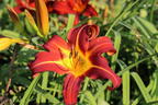 Taglilie 'Autumn Red' - Hemerocallis x cultorum 'Autumn Red'
