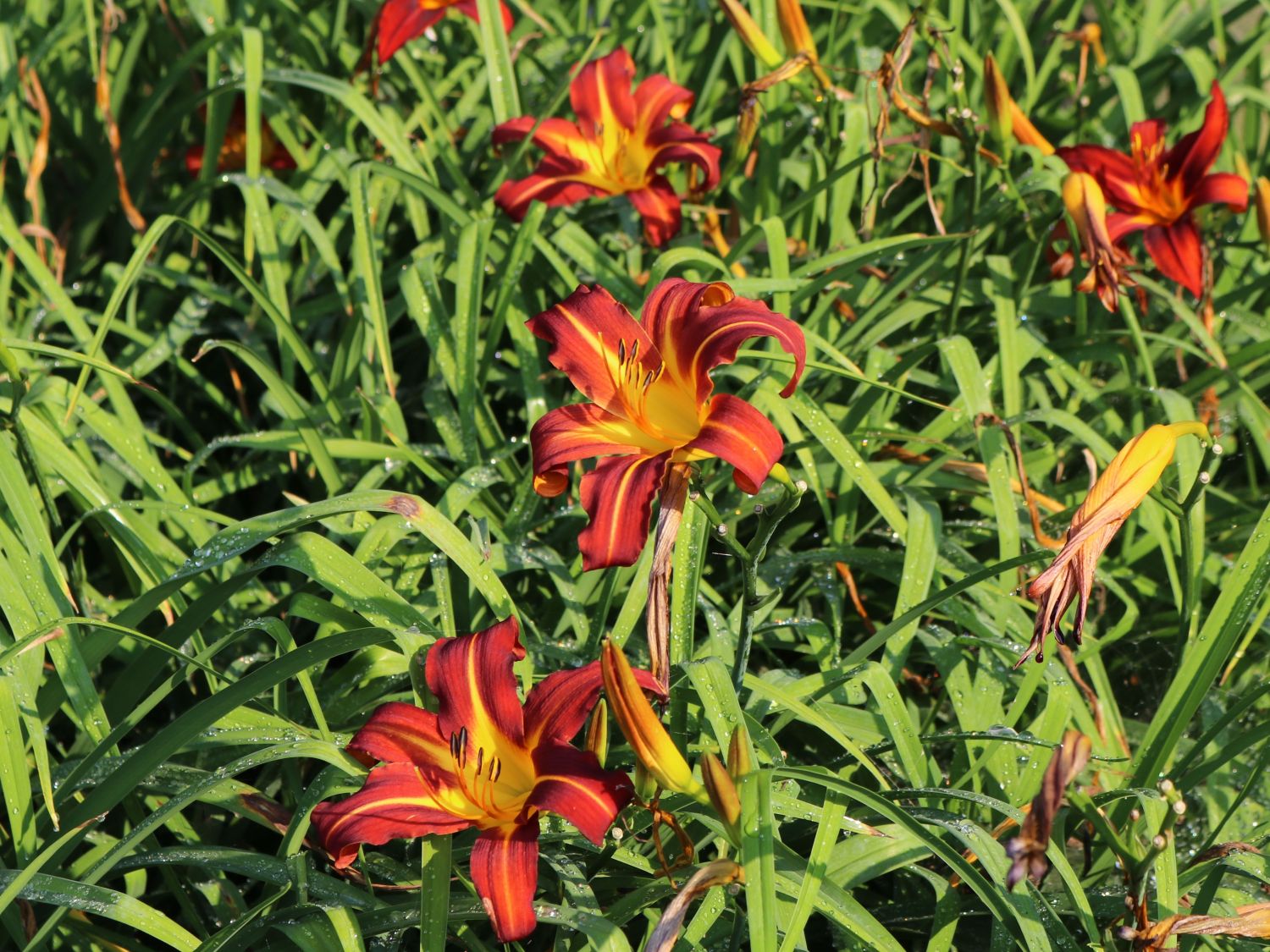 Taglilie 'Autumn Red' - Hemerocallis x cultorum 'Autumn Red'