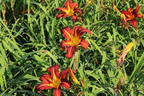 Taglilie 'Autumn Red' - Hemerocallis x cultorum 'Autumn Red'