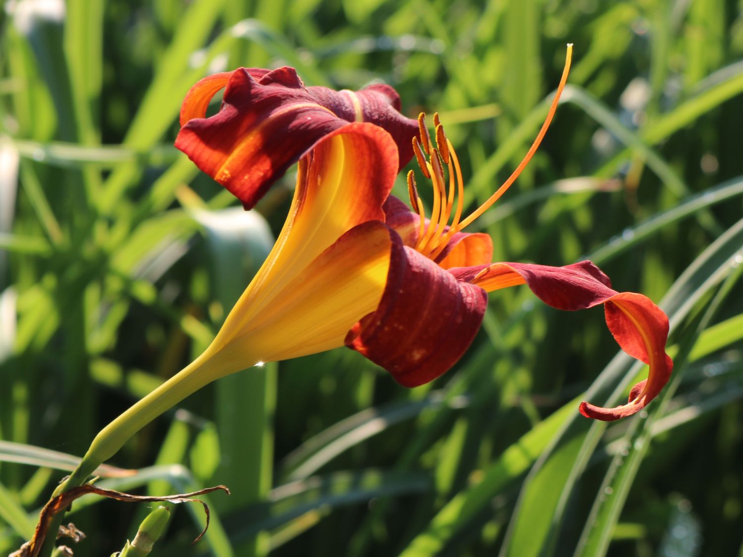 Taglilie 'Autumn Red' - Hemerocallis x cultorum 'Autumn Red'