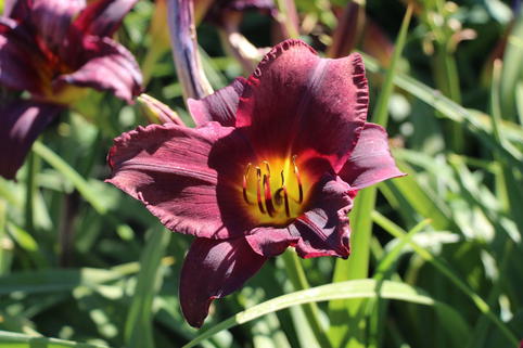Taglilie 'Bela Lugosi' - Hemerocallis x cultorum 'Bela Lugosi'