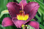 Taglilie 'Bela Lugosi' - Hemerocallis x cultorum 'Bela Lugosi'