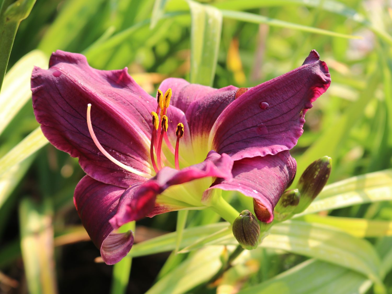 Taglilie 'Black Prince'