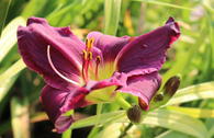 Taglilie 'Black Prince'