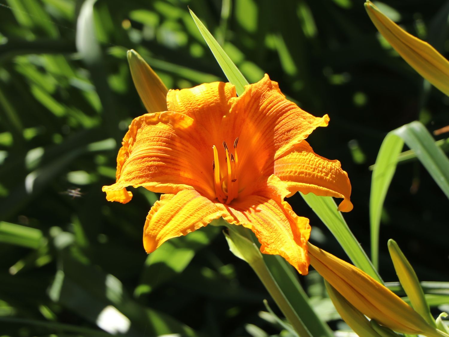 Taglilie 'Burning Daylight'