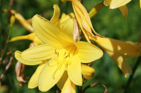 Taglilie 'Corky' - Hemerocallis x cultorum 'Corky'