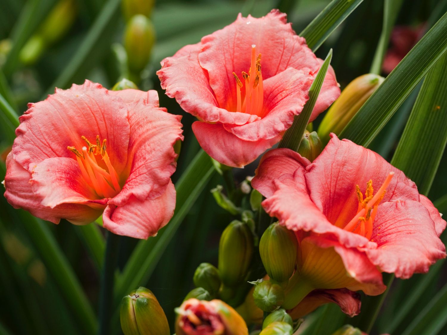 Taglilie 'Cosmopolitan'