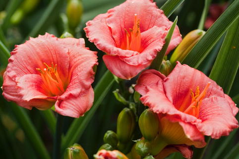 Taglilie 'Cosmopolitan' - Hemerocallis x cultorum 'Cosmopolitan'