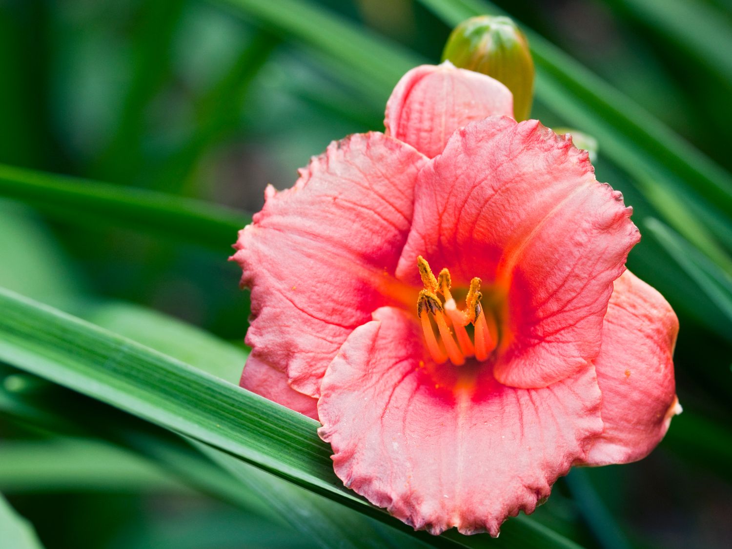 Taglilie 'Cosmopolitan' - Hemerocallis x cultorum 'Cosmopolitan'