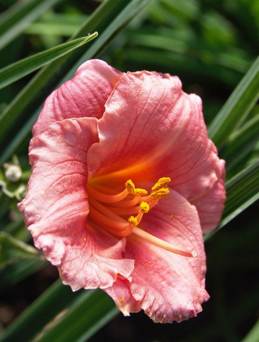 Taglilie 'Cosmopolitan' - Hemerocallis x cultorum 'Cosmopolitan'