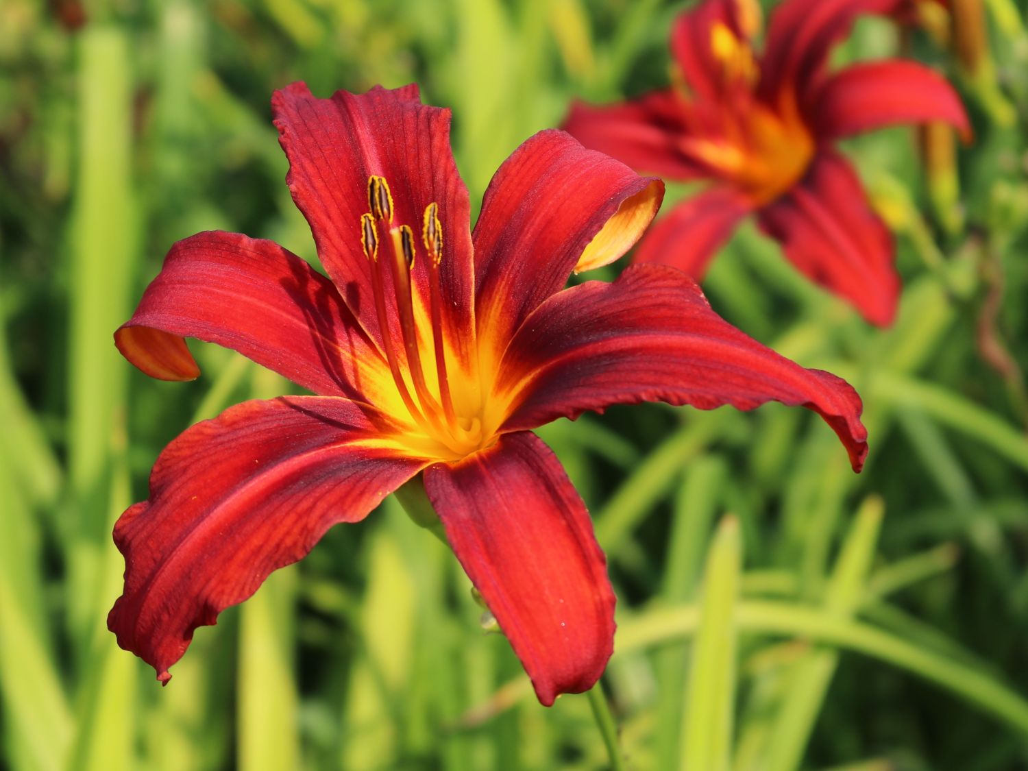 Taglilie 'Crimson Pirate' - Hemerocallis x cultorum 'Crimson Pirate'