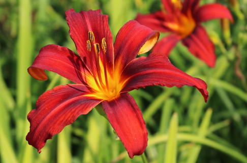 Taglilie 'Crimson Pirate' - Hemerocallis x cultorum 'Crimson Pirate'