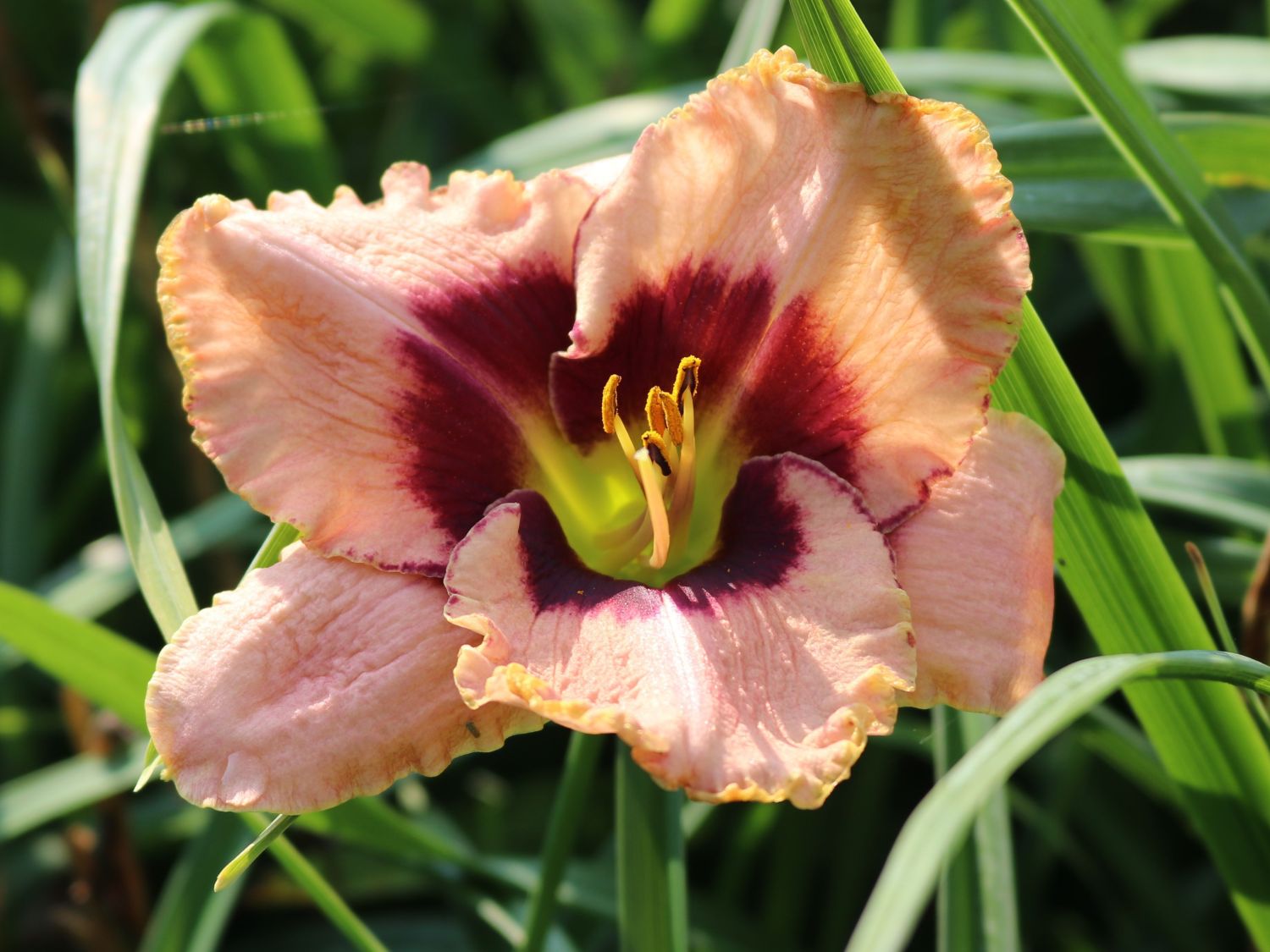 Taglilie 'Daring Deception'