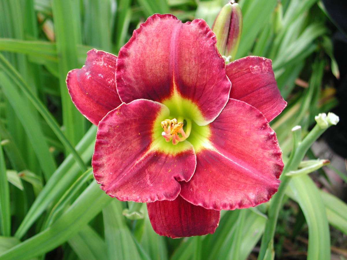 Grasbaumgewächse (Xanthorrhoeaceae)