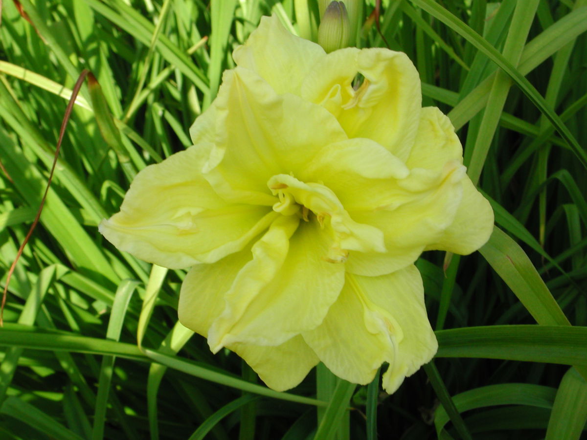 Taglilie 'Double River Wye'