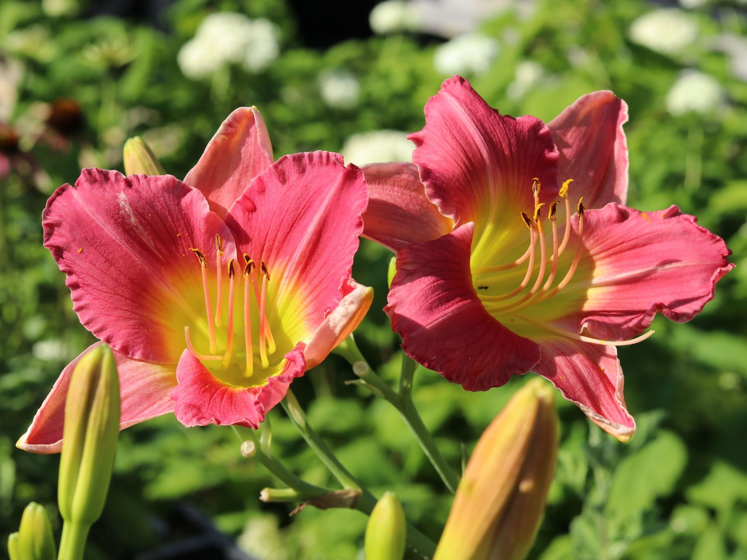 Taglilie 'Final Touch'