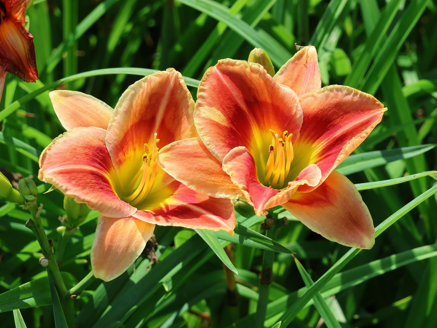 Taglilie 'Fire and Fog'