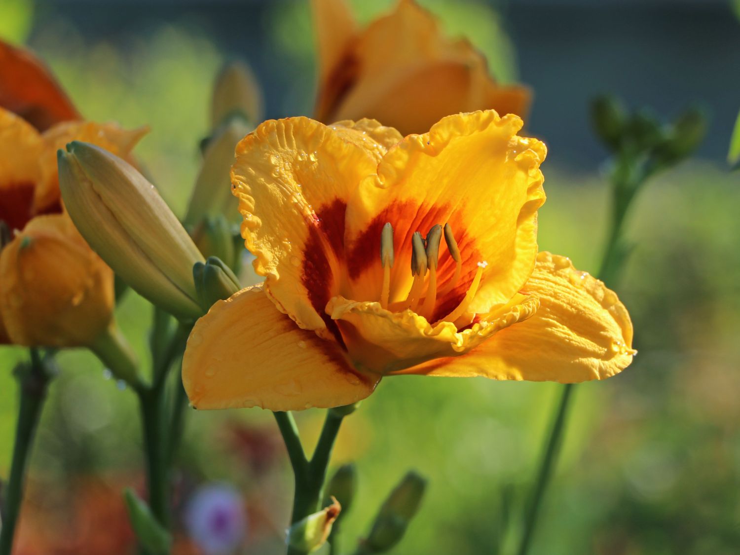 Taglilie 'Fooled Me'