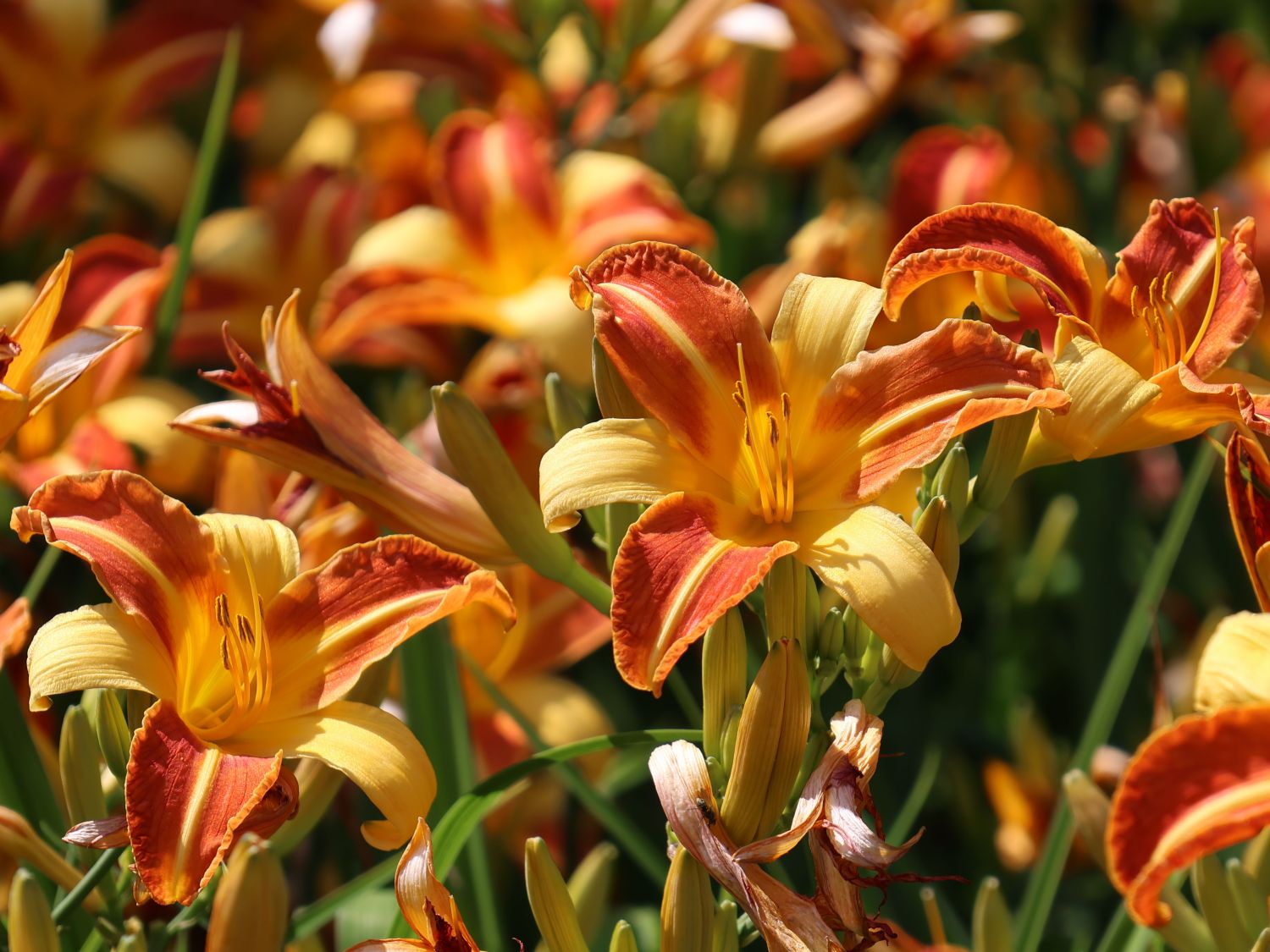 Taglilie 'Frans Hals'