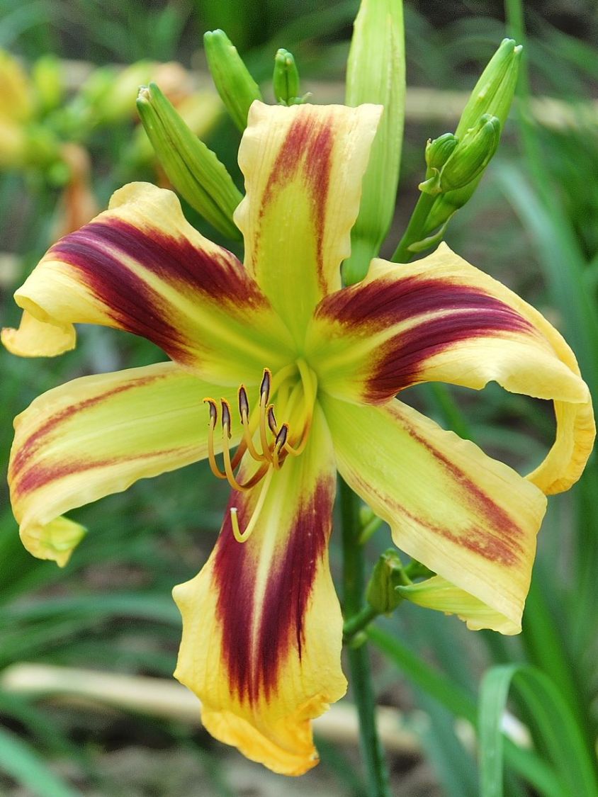 Taglilie 'Free Wheelin'