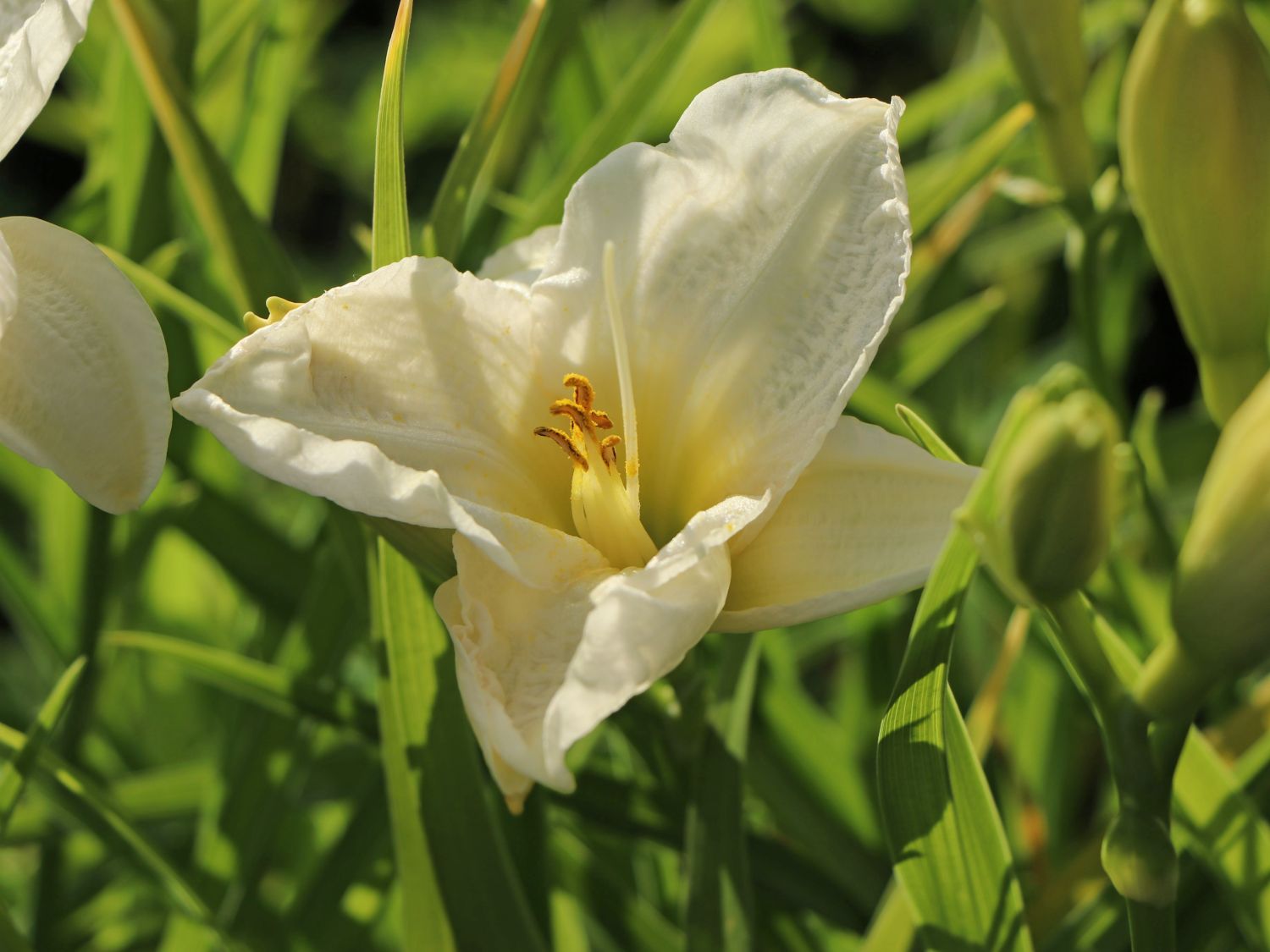 Taglilie 'Gentle Shepherd' - Hemerocallis x cultorum 'Gentle Shepherd'
