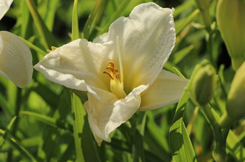 Taglilie 'Gentle Shepherd' - Hemerocallis x cultorum 'Gentle Shepherd'