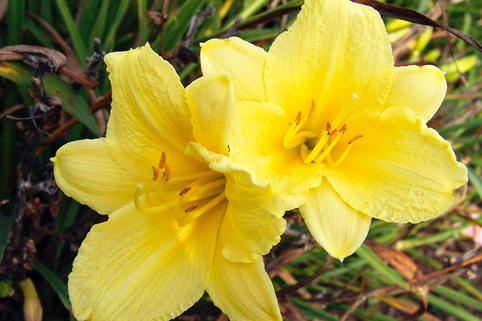 Taglilie 'Happy Returns' - Hemerocallis x cultorum 'Happy Returns'