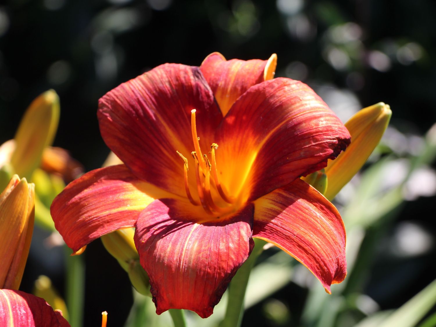 Taglilie 'Holiday Delight'