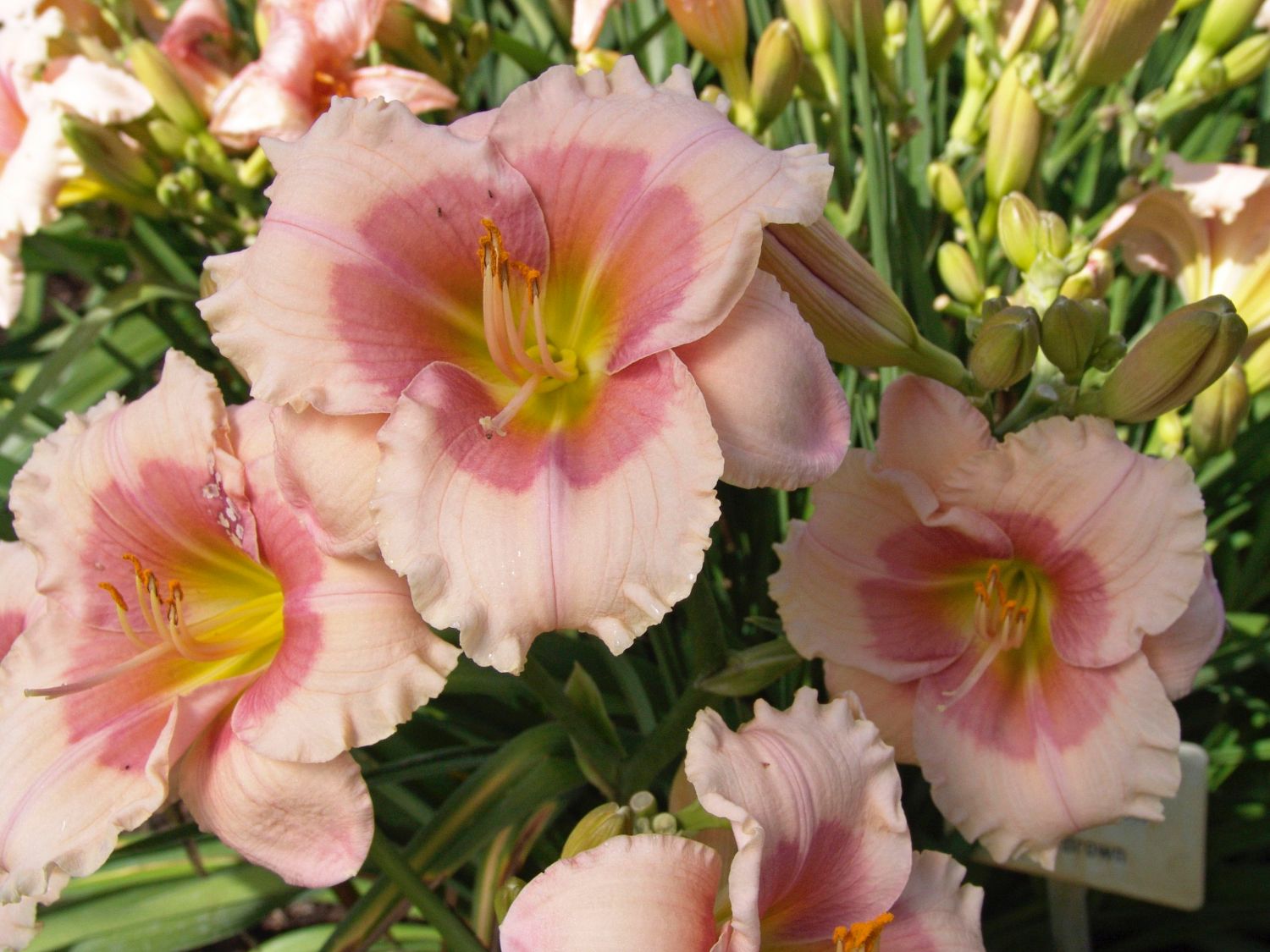 Taglilie 'Janice Brown'