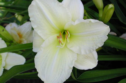 Taglilie 'Joan Senior' - Hemerocallis x cultorum 'Joan Senior'