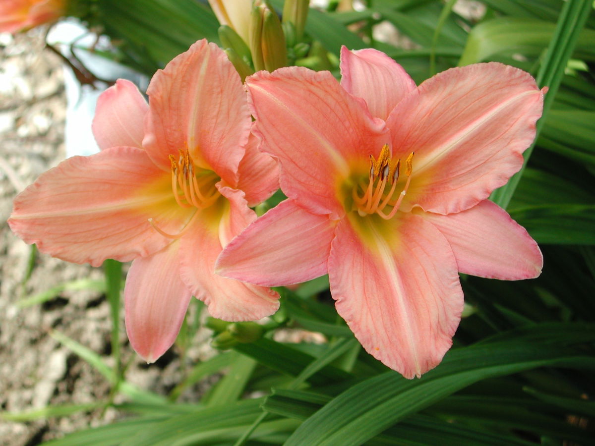 Spargelartige (Asparagales)