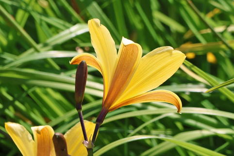 Taglilie - Hemerocallis dumortieri