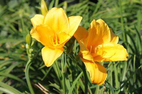 Taglilie 'Mini Stella' - Hemerocallis x cultorum 'Mini Stella'