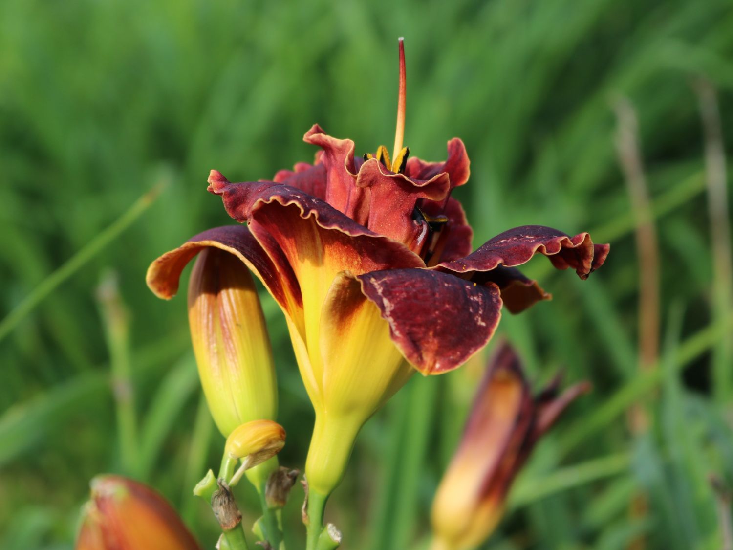 Taglilie 'Night Embers'