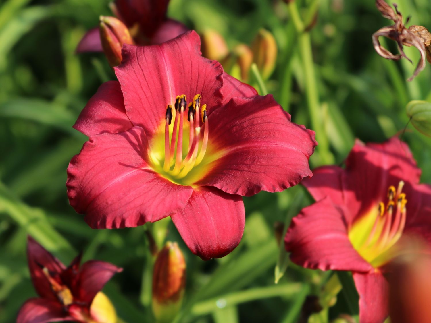 Taglilie 'Pardon Me'