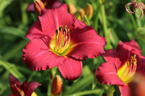 Taglilie 'Pardon Me' - Hemerocallis x cultorum 'Pardon Me'
